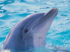 delfines httrkpek delfines jtkok